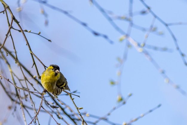 Siskin Carduelis spinus