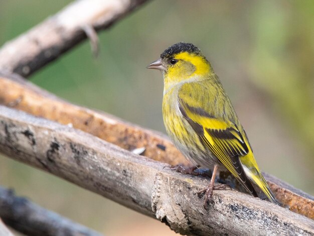 Siskin da Eurásia Carduelis spinus Málaga Espanha