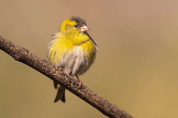 Siskin da Eurásia Carduelis spinus Málaga Espanha