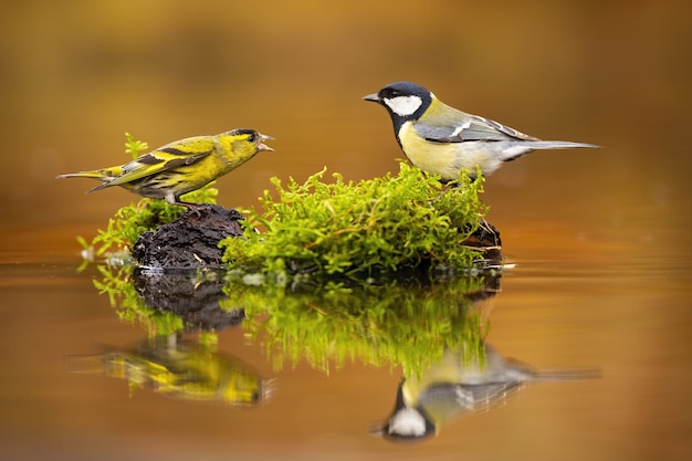 Siskin eurasiático y carbonero común en naturaleza otoñal