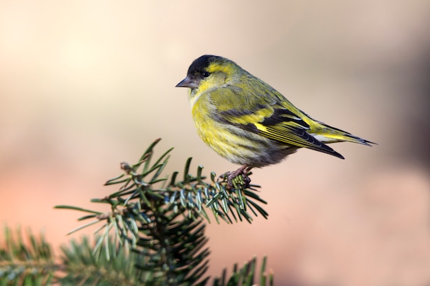 Siskin eurasiático. Carduelis spinus