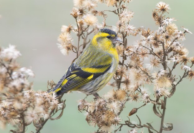 Siskin eurasiático sentado en una planta de flores blancas comiendo sus semillas Spinus spinus