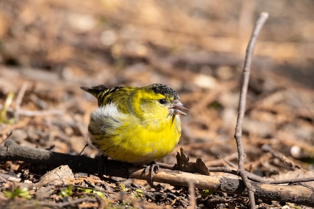 Siskin eurasiático en el suelo