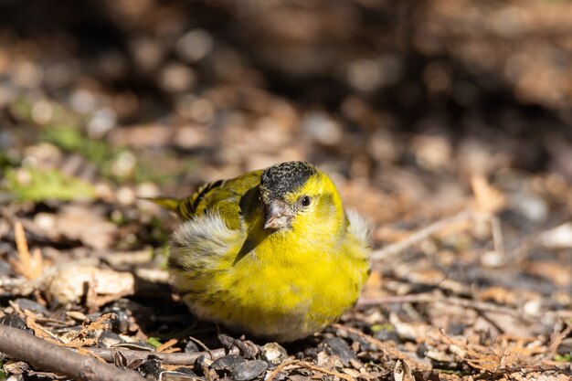 Siskin eurasiático en el suelo