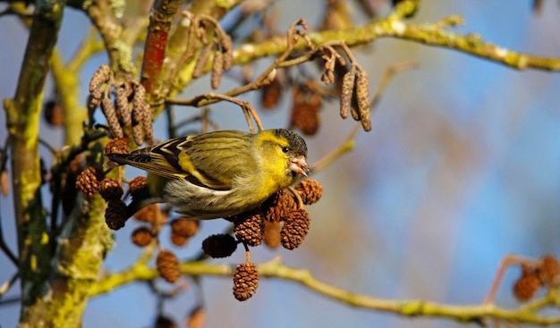 Siskin macho alimentándose de semillas