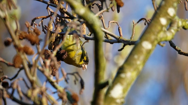 Siskin macho alimentándose de semillas