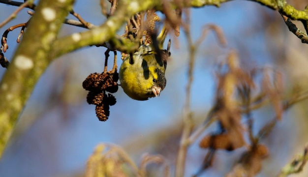 Siskin macho alimentándose de semillas