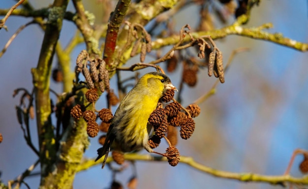 Siskin macho se alimentando de sementes