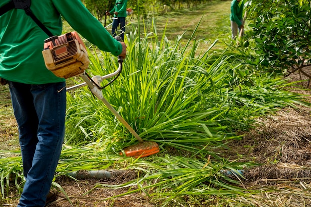 Sistema agroforestal, hombres trabajando en poda de césped.