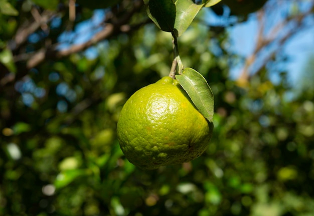 Sistema agroforestal mandarina en el árbol