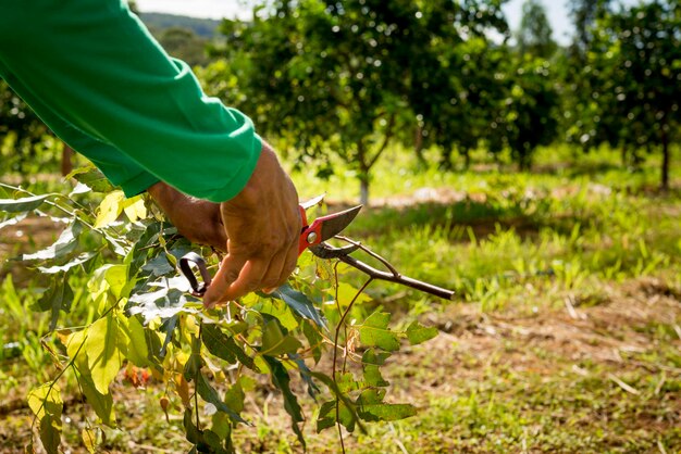 Sistema agroforestal, manos del hombre podando eucaliptos