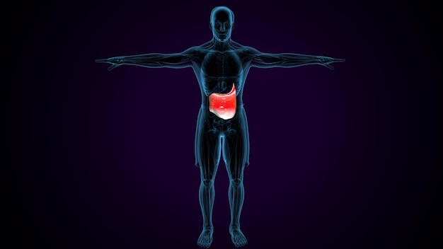 Sistema de anatomía del músculo deltoide trapezius gracilis y del recto abdominis humano Ilustración en 3D