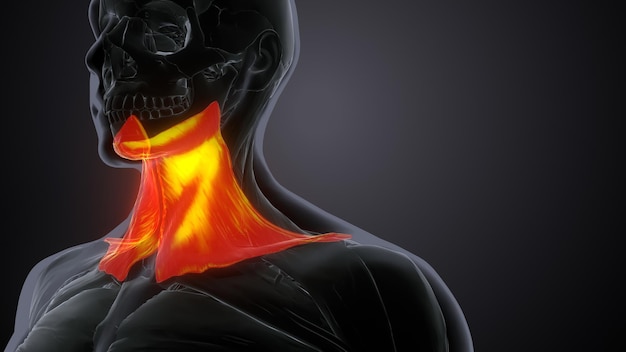 Sistema de anatomía del músculo deltoide trapezius gracilis y del recto abdominis humano Ilustración en 3D