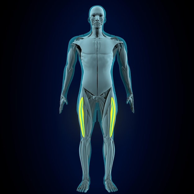 sistema anatômico muscular humano masculino