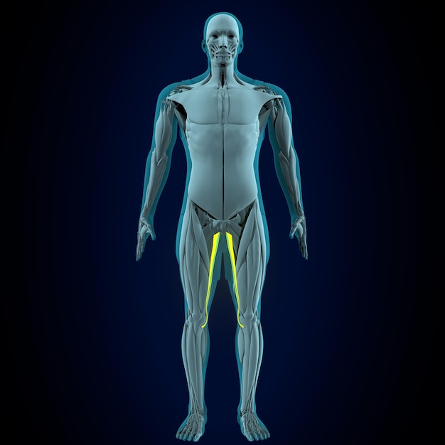 sistema anatômico muscular humano