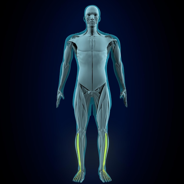 sistema anatômico muscular humano