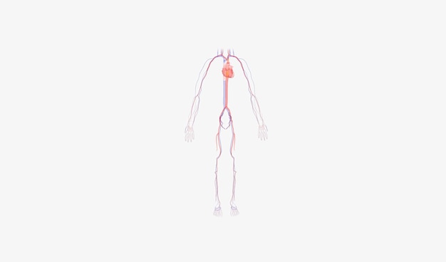 Sistema cardiovascular simplificado