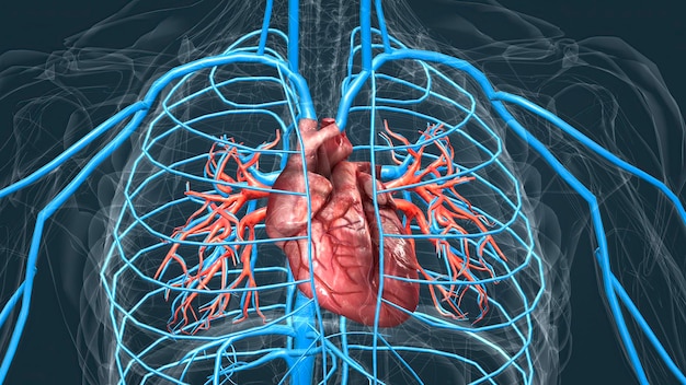 Sistema circulatorio o sistema cardiovascular