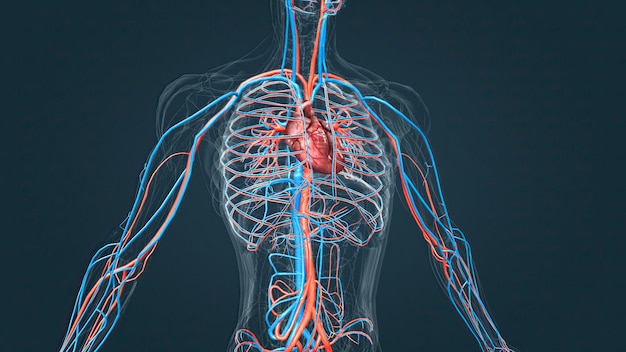 Sistema circulatorio o sistema cardiovascular