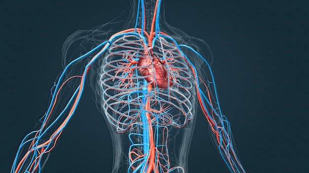 Sistema circulatório ou sistema cardiovascular