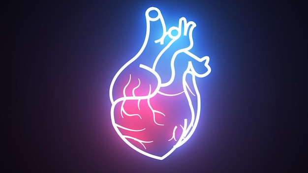 El sistema circulatorio sanguíneo humano, los latidos del corazón, el concepto de la anatomía de la animación, la animación del corazón humano en neón.