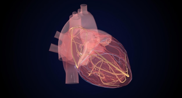 Sistema de conducción cardíaca durante el latido normal del corazón