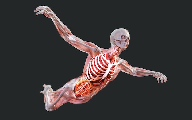 Sistema del cuerpo humano