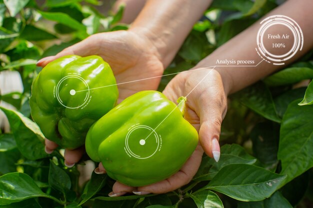 Sistema de agricultura agrícola inteligente de inovação. Use inteligência artificial por agrônomo