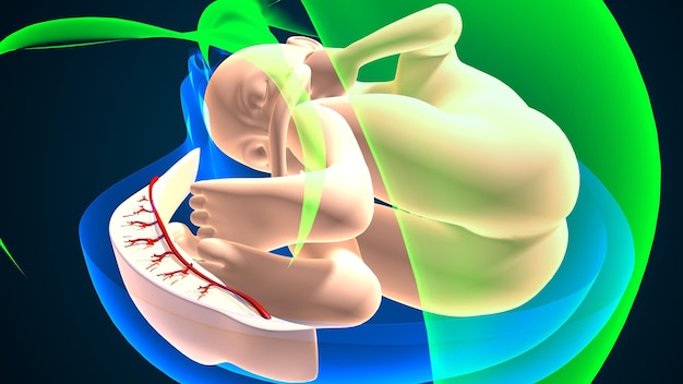sistema de anatomia feminina grávida renderização 3D