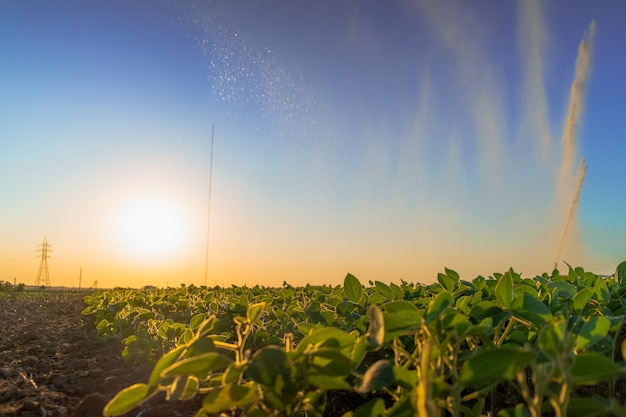 Sistema de irrigação chuva pistolas aspersão no campo agrícola. campo de colheitas para uma colheita rica