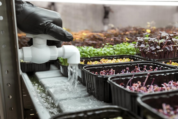 Sistema de irrigação em estufa para cultivo de microgreens. Regar micro greens.