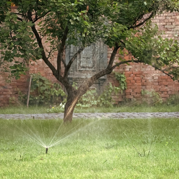 Sistema de irrigação. Um sistema de irrigação mecânico automático pulverizava água fria como fonte na grama verde fresca ao ar livre com árvore e porta azul de madeira da casa no fundo natural, imagem quadrada