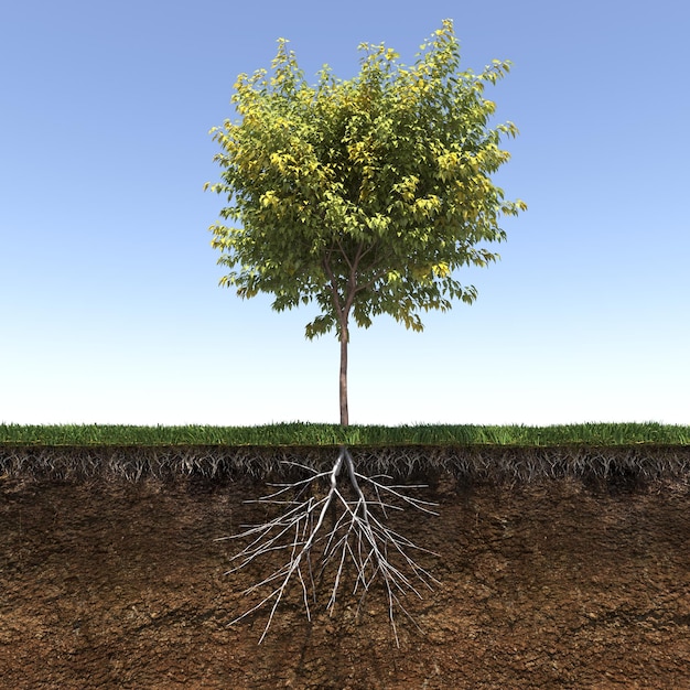 sistema de raiz de árvore, renderização 3d