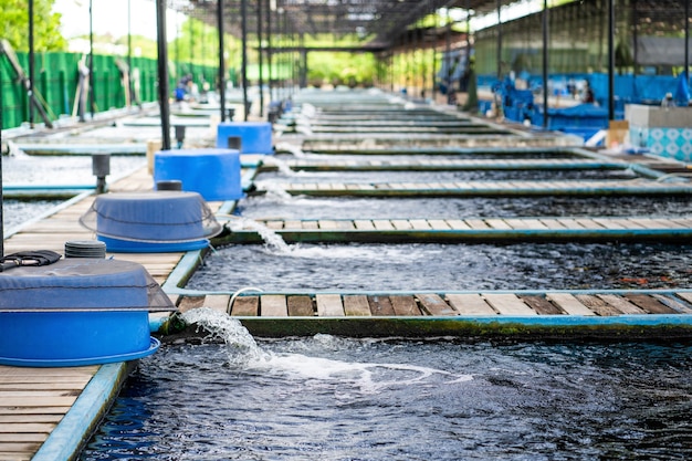 Sistema de tratamento de fluxo de água da tubulação da bomba de água na fazenda de peixes.