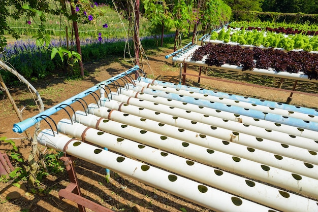 Sistema de jardinería hidropónico. El cultivo hidropónico utiliza soluciones de nutrientes minerales para alimentar a las plantas en agua, sin tierra.