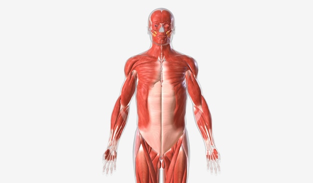 El sistema muscular contiene todos los músculos que se conectan a los huesos a
