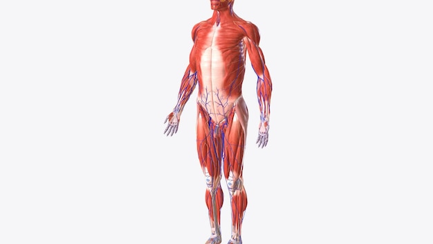 El sistema muscular está compuesto de células especializadas llamadas fibras musculares