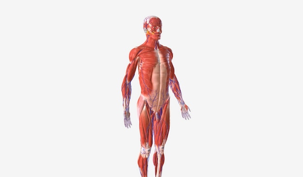 Foto sistema muscular y vascular en el cuerpo masculino.