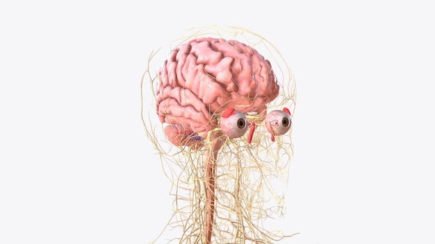 El sistema nervioso central es el cerebro y la médula espinal mientras que el sistema nervioso periférico consiste en todo lo demás