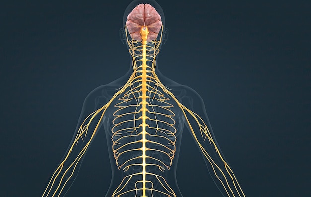 El sistema nervioso incluye la médula espinal del cerebro y una red compleja de nervios