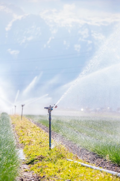 Sistema de plantas de riego en un campo agricultura y plantas.