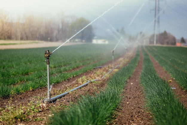 Sistema de plantas de riego en un campo agricultura y plantas.