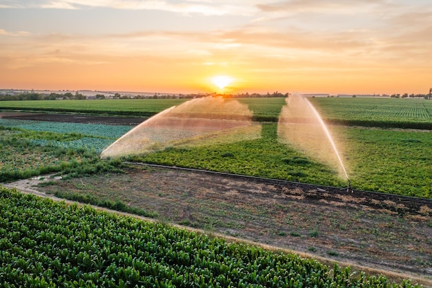 Foto el sistema de pulverización de agua hidrata las plantas en el campo agrícola en la vista aérea matutina automática