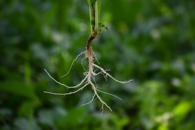 Sistema de raíces de una planta