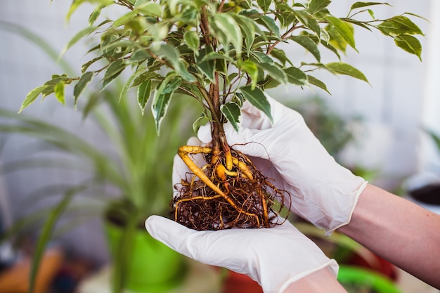 El sistema raíz de Ficus Benjamin. Trasplante