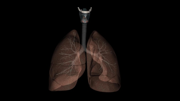 El sistema respiratorio es la red de órganos y tejidos que le ayudan a respirar