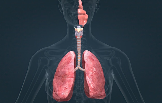 Foto el sistema respiratorio es la red de órganos y tejidos que te ayudan a respirar.