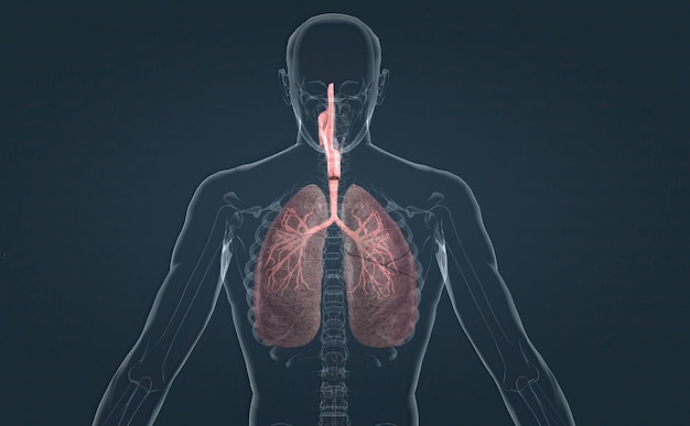 El sistema respiratorio es la red de órganos y tejidos que te ayudan a respirar.