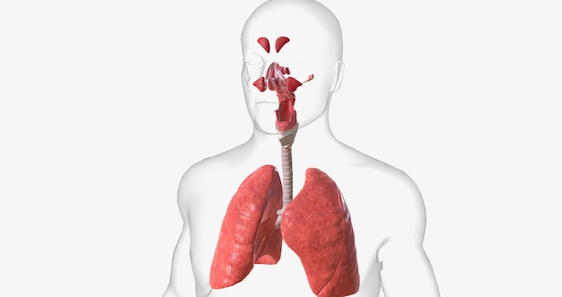 El sistema respiratorio está formado por todas las estructuras que llevan oxígeno al cuerpo y expulsan dióxido de carbono.