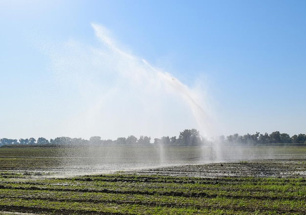 Sistema de riego en el campo de melones Riego de los campos rociador